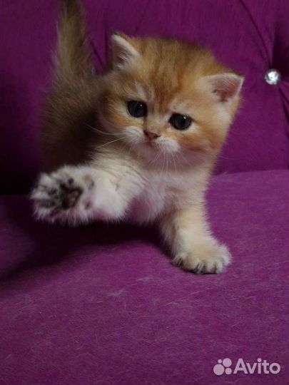 Британский котенок, золотая шиншилла