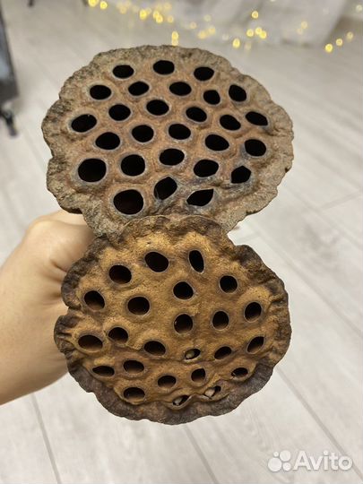 Лотос сухоцвет