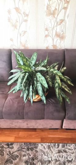 Аглаонема Трейба