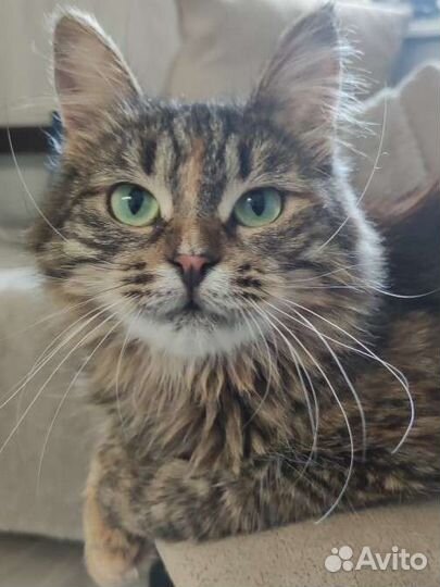 Молодая миниатюрная кошка Юкико в дар