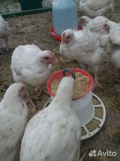 Бмвд для цыплят бройлеров от 4-х недель