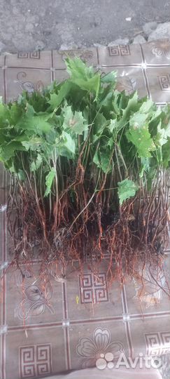 Сеянец клен