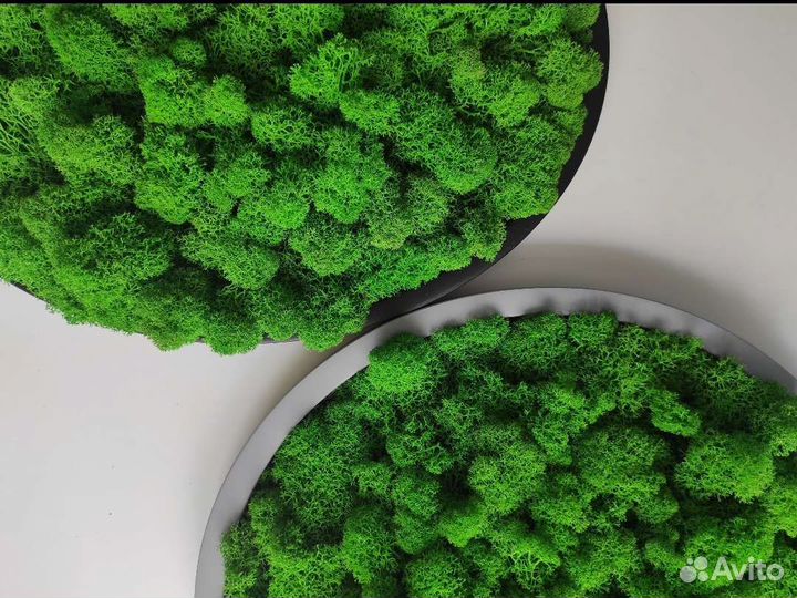 Панно из стабилизированного мха