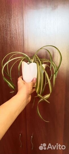 Хлорофитум кудрявый