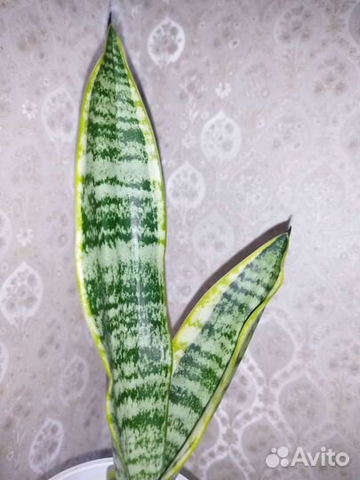 Сансевиерия лауренти компакта