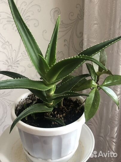 Цветы домашние