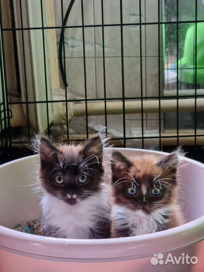 Пушистые лохматики в добрые руки