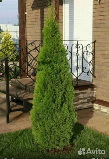 Туя Смарагд Колумна Аурея