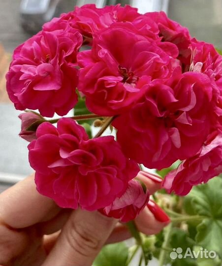 Пеларгония герань