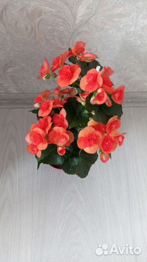 Бегония элатиор оранж