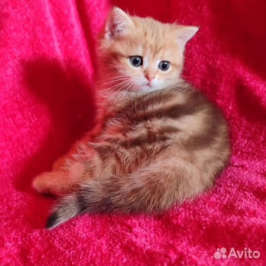 Золотые шубки. Шотландцы