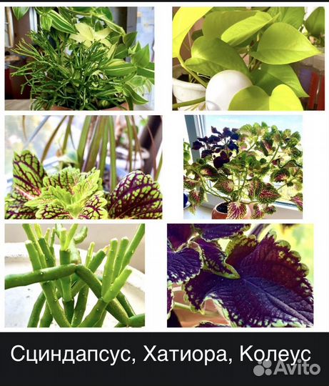 Комнатные цветы