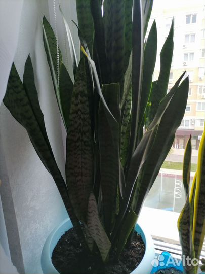 Комнатные цветы