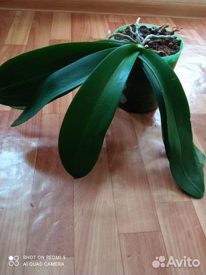 Орхидея фаленопсис