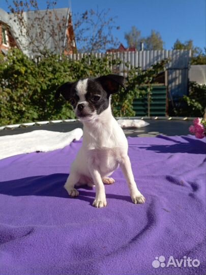 Чихуахуа мальчик