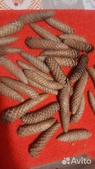 Шишки еловые сувенирные для поделок