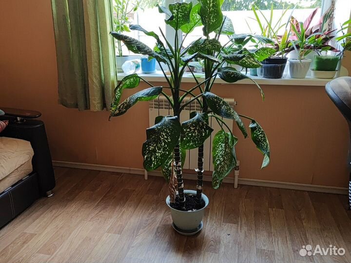 Диффенбахия