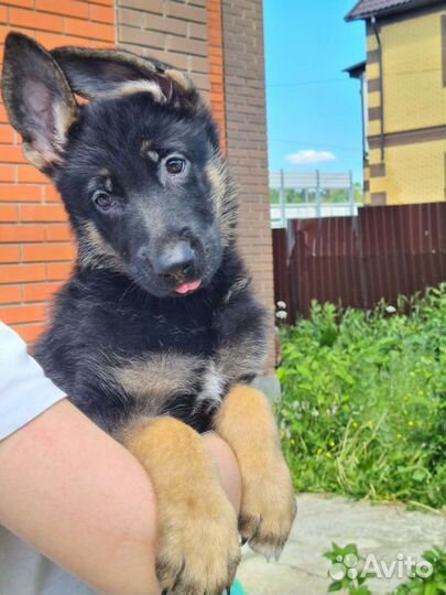 Очаровательная малышка немецкой овчарки