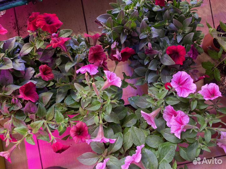 Рассада петуньи каскадной, ампельной и овощей