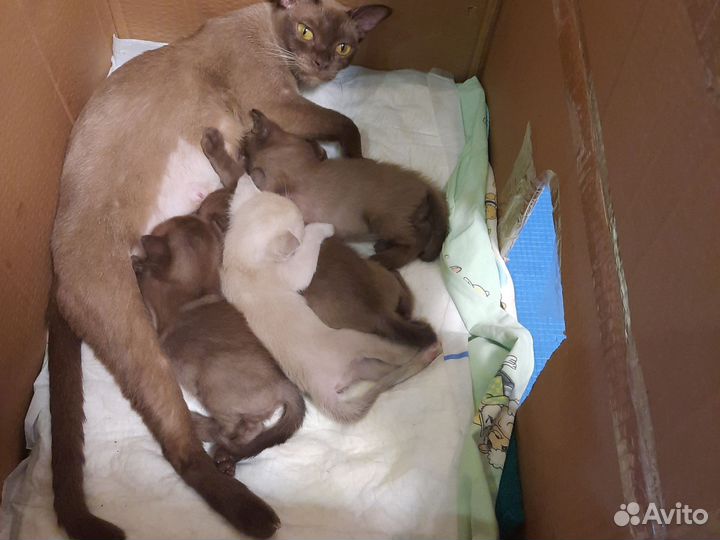 Бурманские котята