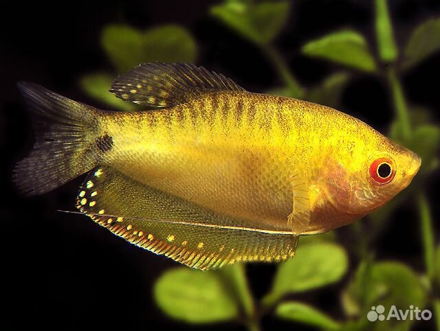 Гурами Золотой (Trichogaster Trichopterus)