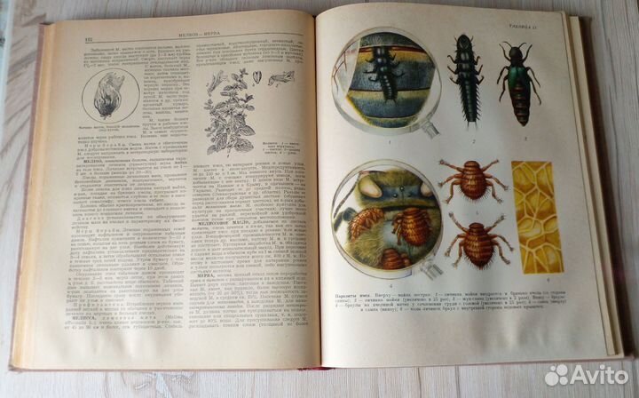 Словарь-справочник пчеловода