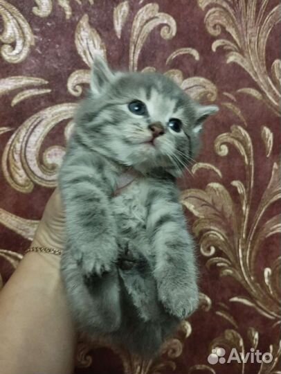 Кошечка а добрые руки