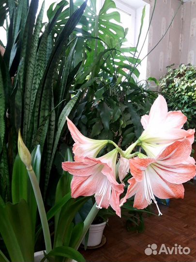 Гиппиаструм