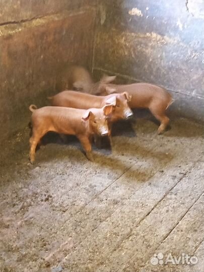 Поросята мясной породы «Дюрок»