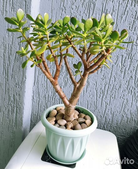 Красула толстянка/денежное дерево