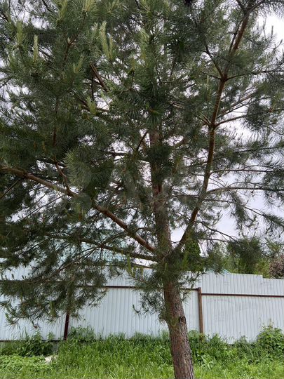 Участок 7 сот. (ИЖС)