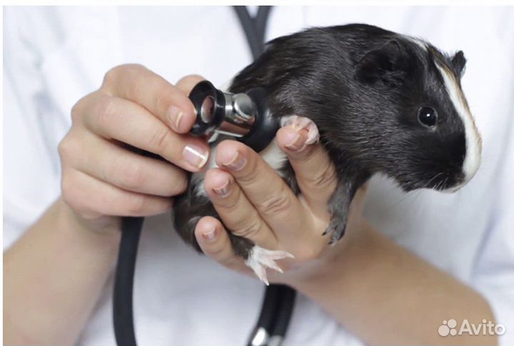 Ратолог - осмотр, лечение и консультация ратолога