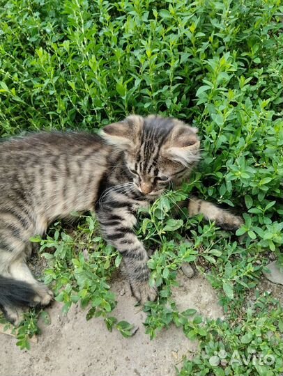 Отдам бесплатно