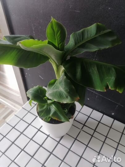 Банан карликовый