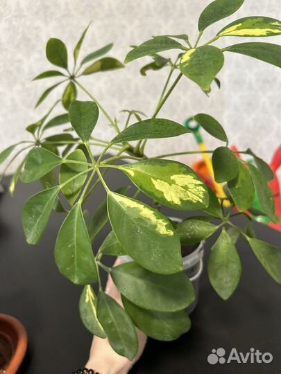 Шефлера вариегатная