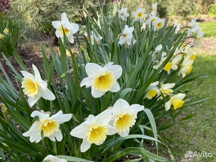 Луковицы тюльпанов, нарциссов, ирисов, крокусов