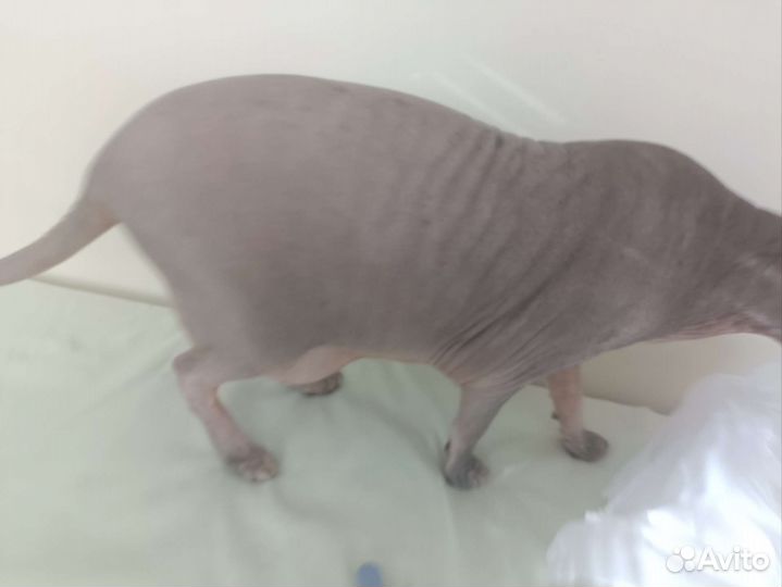 Мродоётся кашак лысый