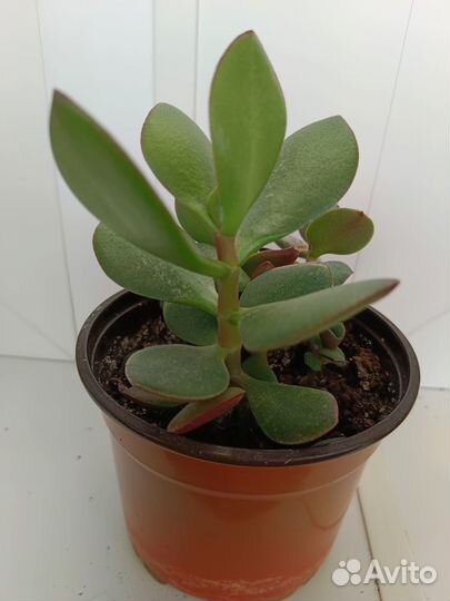 Тростянка денежное дерево