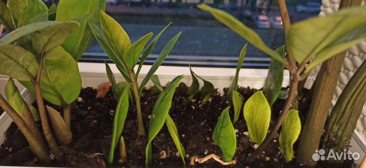 Замиокулькас, сансевиерия, хлорофитум, алоэ