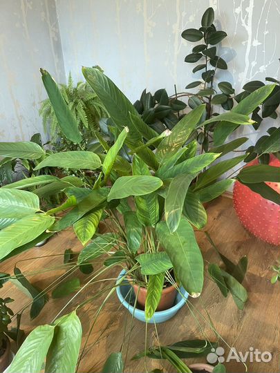 Цветы комнатные