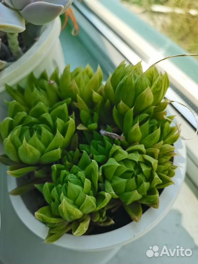 Суккуленты