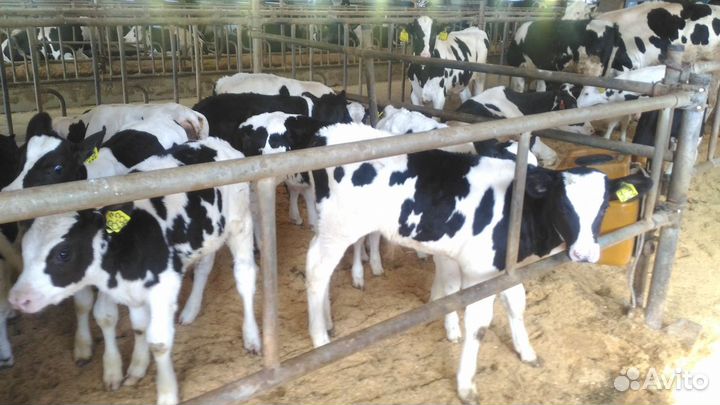 Бычки и телята