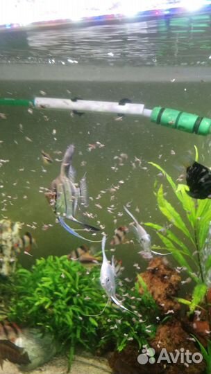 Артемия консервированная