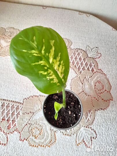 Замиокулькас,бегония, диффенбахия,алоэ,колеус