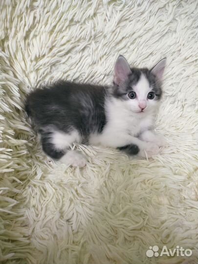 Котопёс