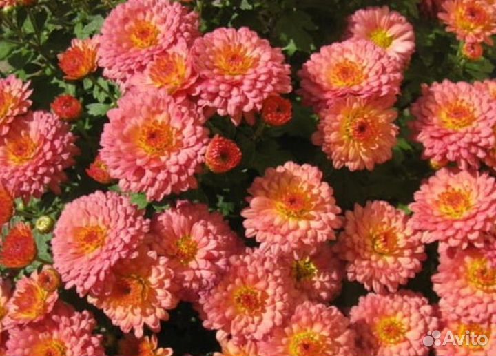 Хризантема мультифлора черенки укоренённые