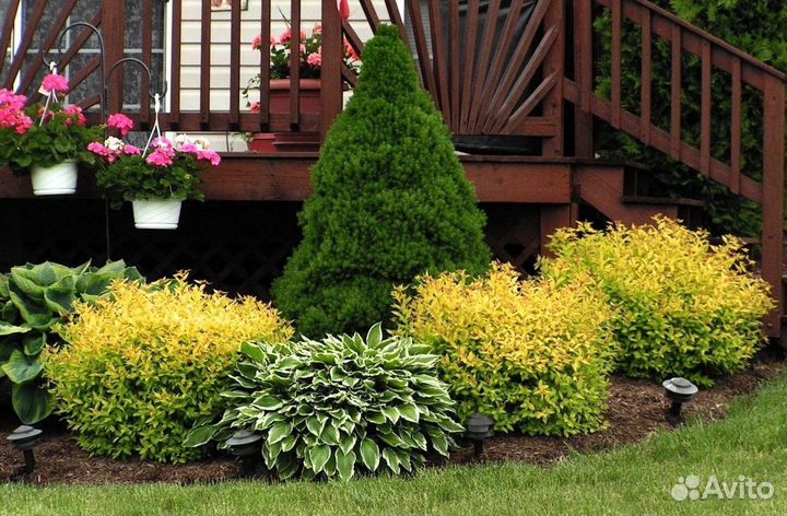 Туи западные