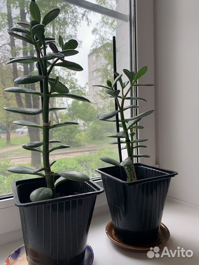 Толстянка (денежное дерево)