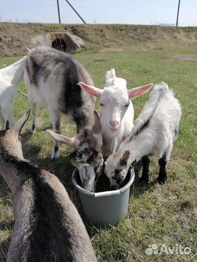 Коза дойная