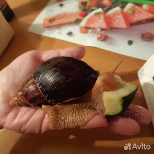 Улитки ахатины